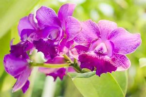 Orchideen sind eine vielfältige und weit verbreitete Familie von Blütenpflanzen mit Blüten, die oft farbenfroh und oft duftend sind. foto