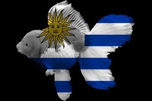 Flagge von Uruguay auf Goldfisch foto