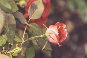 Rose in vielen Farben und schön im Garten foto