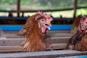 hühner im käfig auf dem bauernhof, huhn beim fressen im waldkäfig auf dem bauernhof. foto