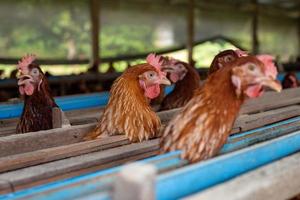 hühner im käfig auf dem bauernhof, huhn beim fressen im waldkäfig auf dem bauernhof. foto