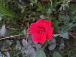 Rosenblume, schöne Blume, botanischer Garten, schöne Natur, Liebesblume foto