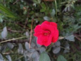 Rosenblume, schöne Blume, botanischer Garten, schöne Natur, Liebesblume foto