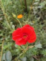 Rosenblume, schöne Blume, botanischer Garten, schöne Natur, Liebesblume foto