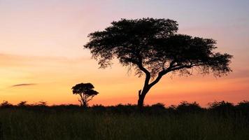 Sonnenaufgang im Murchison Falls Nationalpark, Uganda foto