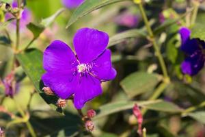 lila prinzessin oder brasilianische spinne oder ruhmbuschblume foto