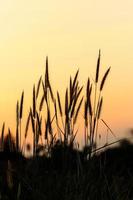 helle goldene grasblume neben eisenbahn im sonnenuntergang foto