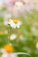 bidens pilosa Var. Radiata, Wildblumen foto