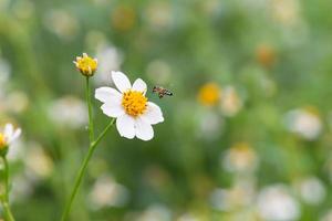 Schwarzfuß-Gänseblümchen und Biene foto