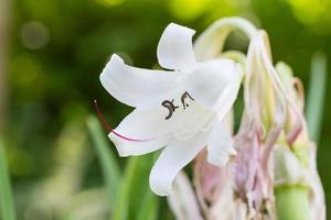 Flusslilie, Spinnenlilie, Sumpflilie oder Giftzwiebelblume foto