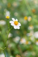 Schwarzfuß-Gänseblümchen, Wildblumen foto