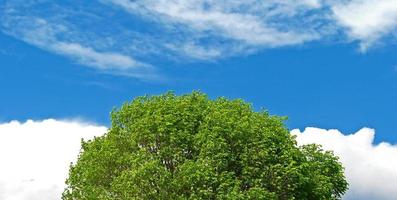 Ein junger Baum, der vor einem strahlend blauen Himmel steht. foto