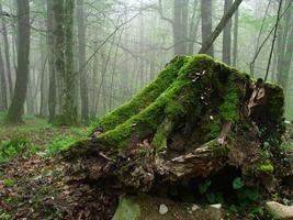 tot, aber jung - ein wunderschöner grüner toter Baum foto