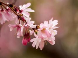 Zweig der Kirschblüten foto