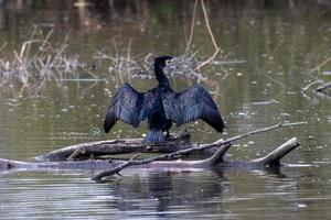 Kormoran auf einem Ast breitet seine Flügel aus foto