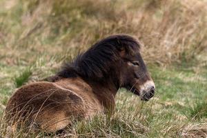Exmoor-Pony liegt auf einer Wiese im Naturschutzgebiet foto