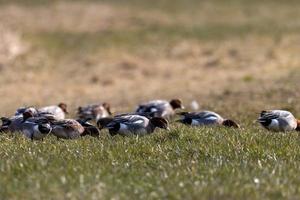 Tafelenten auf einer Wiese auf Nahrungssuche foto