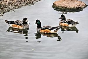 ein blick auf eine chiloe widgeon foto