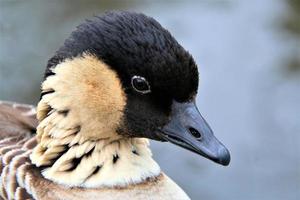 eine Nahaufnahme einer hawaiianischen Gans foto