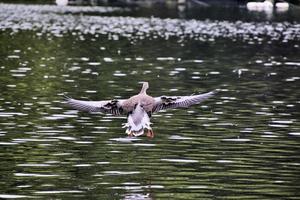 eine Nahaufnahme einer Graugans foto