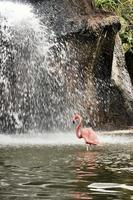 ein Blick auf einen Flamingo foto