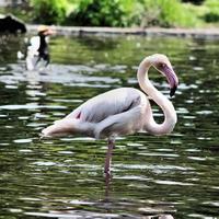 ein Blick auf einen Flamingo foto