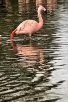 ein Blick auf einen Flamingo foto