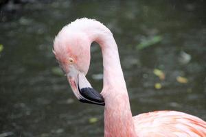 ein Blick auf einen Flamingo foto