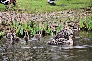 eine Nahaufnahme einer hawaiianischen Gans foto