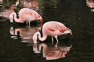 ein blick auf einen flamingo im wasser foto