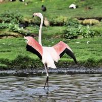 ein blick auf einen flamingo im wasser foto