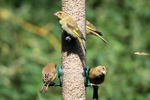 ein grünfink auf einem vogelhäuschen foto