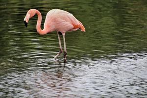 ein blick auf einen flamingo im wasser foto