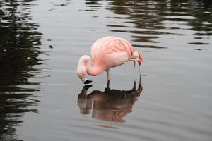 ein blick auf einen flamingo im wasser foto