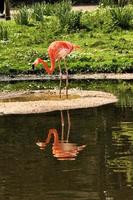 ein Blick auf einen Flamingo foto