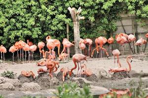 ein Blick auf einen Flamingo foto