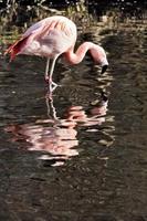 ein blick auf einen flamingo im wasser foto