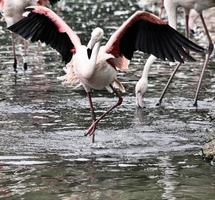 ein Blick auf einen Flamingo foto