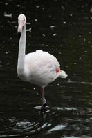 ein blick auf einen flamingo im wasser foto