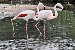 ein Blick auf einen Flamingo foto