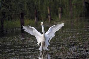 ein Blick auf einen Silberreiher foto