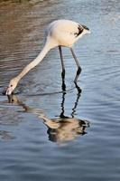 ein blick auf einen flamingo im wasser foto