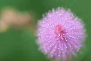 Mimosenblüten am Morgen foto