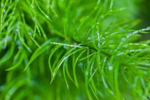 Regentropfen auf kleinem Pflanzennaturhintergrund foto