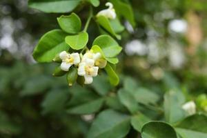 Weiße Blumen Lindenbeere blühen auf Zweig mit grünen Blättern und verwischen grünen Blättern Hintergrund, Thailand. Ein anderer Name ist chinesische Limette, süße Limette. foto