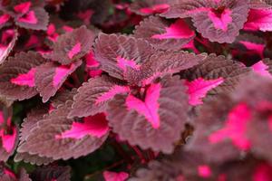 bemalte Brennnessel- oder Coleus-Blätter. braune und magentafarbene Blätter. foto