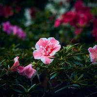 Stimmungsvolle Azaleenblüten, große rosa Knospen auf dunkelgrünem Hintergrund foto