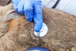 tierärztin mit stethoskop, das kaninchen auf ranchhintergrund hält und untersucht, nah oben. Hase in tierärztlichen Händen zur Untersuchung in einer natürlichen Öko-Farm. Tierpflege und ökologisches Landwirtschaftskonzept. foto