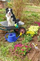 Außenporträt des süßen Hundes Border Collie, der im Schubkarren-Gartenwagen im Gartenhintergrund sitzt. lustiger Hündchen als Gärtner, der bereit ist, Setzlinge zu pflanzen. garten- und landwirtschaftskonzept. foto