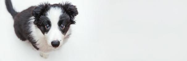 Lustiges Studioporträt des süßen, lächelnden Welpenhundes, Border-Collie, isoliert auf weißem Hintergrund. Haustierpflege und Tierkonzept. Banner foto